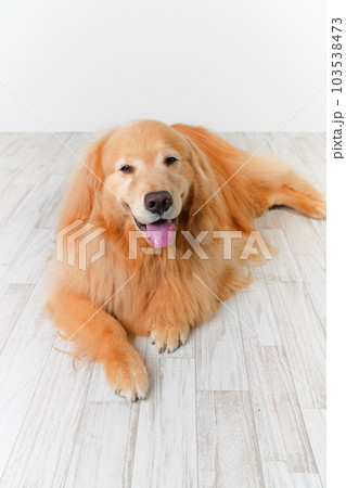かわいい大型犬ゴールデンレトリバー 103538473