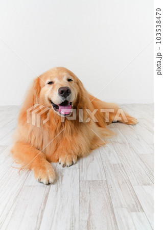 かわいい大型犬ゴールデンレトリバー 103538479