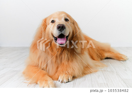 かわいい大型犬ゴールデンレトリバー 103538482
