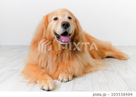 かわいい大型犬ゴールデンレトリバー 103538484