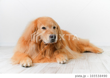 かわいい大型犬ゴールデンレトリバー 103538490