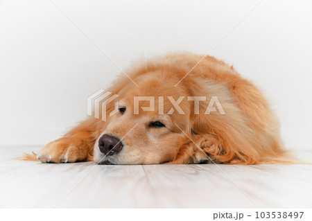 かわいい大型犬ゴールデンレトリバー 103538497