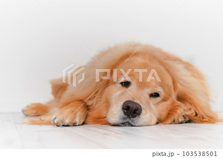 かわいい大型犬ゴールデンレトリバー 103538501