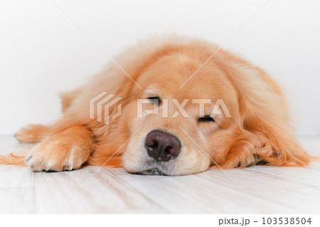 かわいい大型犬ゴールデンレトリバー 103538504