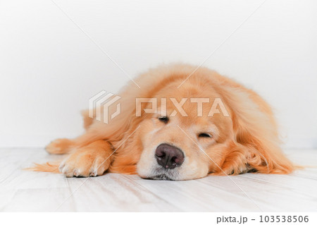 かわいい大型犬ゴールデンレトリバー 103538506