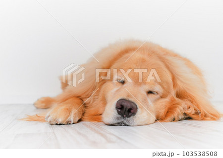 かわいい大型犬ゴールデンレトリバー 103538508