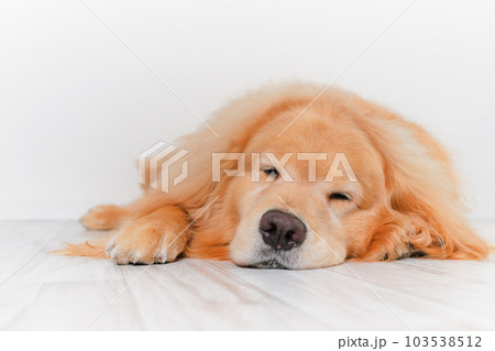 かわいい大型犬ゴールデンレトリバー 103538512