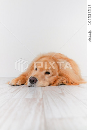 かわいい大型犬ゴールデンレトリバー 103538518