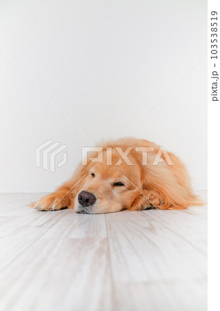 かわいい大型犬ゴールデンレトリバー 103538519