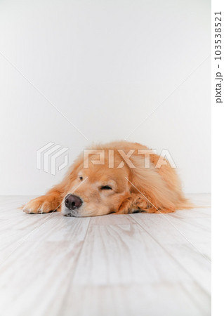 かわいい大型犬ゴールデンレトリバー 103538521