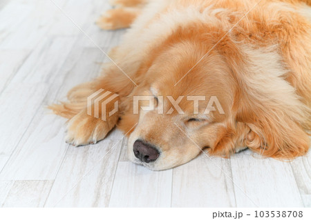 かわいい大型犬ゴールデンレトリバー 103538708