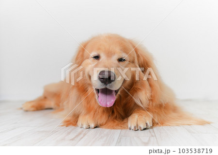 かわいい大型犬ゴールデンレトリバー 103538719