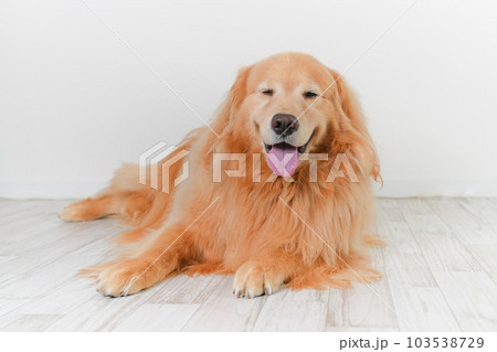 かわいい大型犬ゴールデンレトリバー 103538729