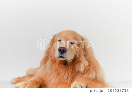 かわいい大型犬ゴールデンレトリバー 103538738