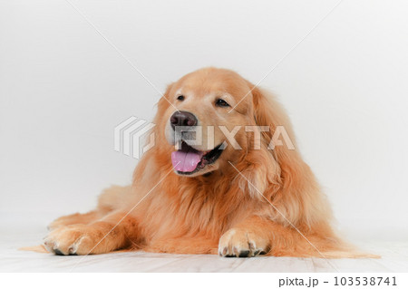 かわいい大型犬ゴールデンレトリバー 103538741