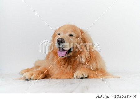 かわいい大型犬ゴールデンレトリバー 103538744