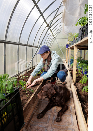 woman in greenhouse transplants seedlings of vegetables fruits tomatoes cucumbers and carrots 103539134
