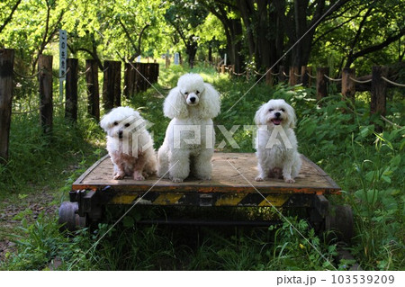 川越市の廃線跡で仲良くトロッコに乗って見つめるトイプードルと二人のマルチーズの可愛い記念写真 103539209