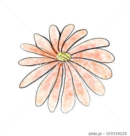 Red daisy 103539229