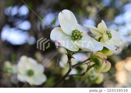 街路樹、公園木、庭のシンボルツリー、景観木としてアメリカヤマボウシ（花水木）ハナミズキ 103539539