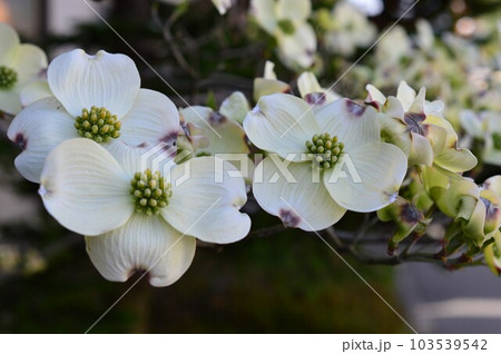 街路樹、公園木、庭のシンボルツリー、景観木としてアメリカヤマボウシ（花水木）ハナミズキ 103539542