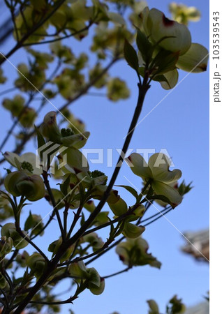 街路樹、公園木、庭のシンボルツリー、景観木としてアメリカヤマボウシ（花水木）ハナミズキ 103539543