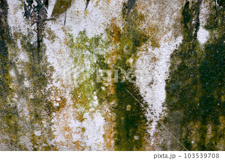 壁 地衣 藻類 103539708
