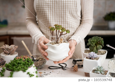 Woman holding potted Aeonium Green Tea Succulent in a white ceramic pot with decorative small house Woman holding potted Aeonium Green Tea Succulent in a white ceramic pot with decorative small house 103539748