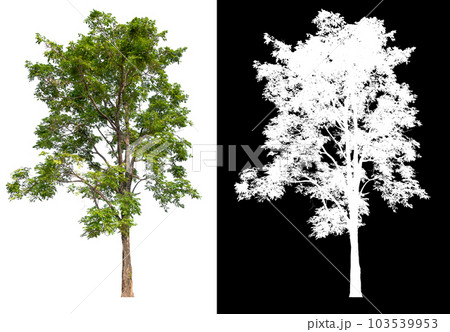isolated tree on white background with clipping path isolated tree on white background with clipping path 103539953