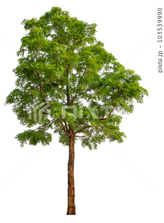 hight qaulity tree on white background hight qaulity tree on white background 103539990
