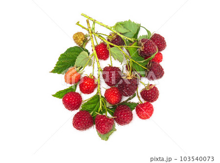 Branches of ripe red raspberries. Lots of raspberries with leaves isolated on white Branches of ripe red raspberries. Lots of raspberries with leaves isolated on white 103540073