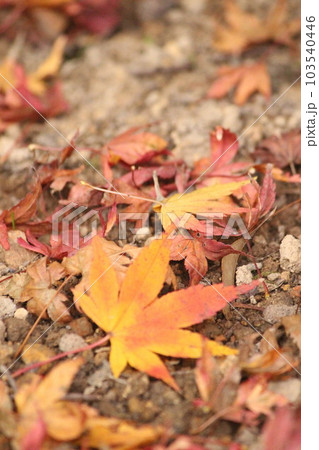 もみじ 秋『秋色紅葉』落ち葉の写真素材 [103540446] - PIXTA