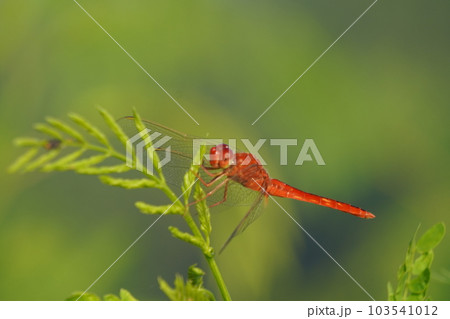macro photo, red dragonfly perched on a wood at the edge of a rice field 103541012