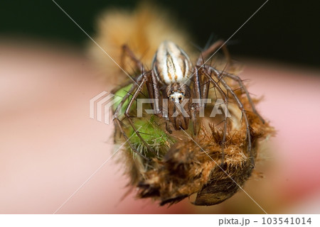 Evarcha is a genus of spiders in the family Salticidae (jumping spiders) with 85 species (and one recognized subspecies) distributed across the world. 103541014