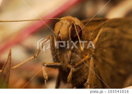 macro insect, macro extreme of skipper butterfly in the wildlife macro insect, macro extreme of skipper butterfly in the wildlife 103541018