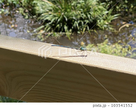 糸トンボ 糸トンボ 103541552