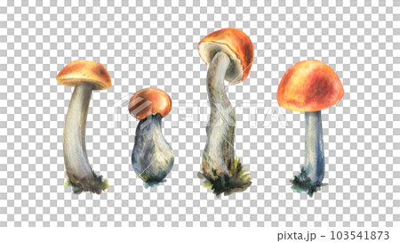Forest edible mushrooms boletus with an orange cap and moss on a stem. Watercolor illustration, hand drawn. For recipes, packaging, autumn festival, harvest. Isolated objects on a white background. Forest edible mushrooms boletus with an orange cap and moss on a stem. Watercolor illustration, hand drawn. For recipes, packaging, autumn festival, harvest. Isolated objects on a white background. 103541873