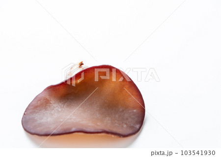 生きくらげ(アラゲキクラゲ)。(白バック) 生きくらげ(アラゲキクラゲ)。(白バック) 103541930