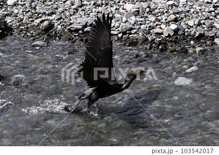 羽ばたくカワウ 103542017