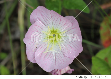 春の庭に咲くヒルザキツキミソウのピンク色の花 103542030
