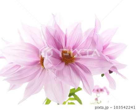 木立ダリアの花の白バック 木立ダリアの花の白バック 103542241