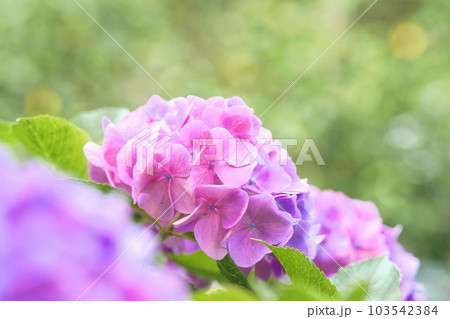 ふんわりとした紫の紫陽花 103542384