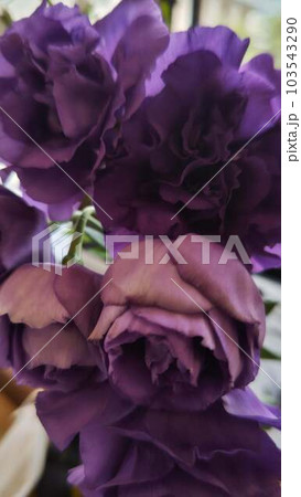 紫の花 紫の花 103543290