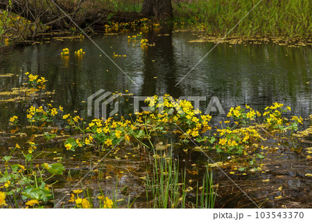 Marsh marigold flowers blooming on the shore of the pond. Marsh marigold flowers blooming on the shore of the pond. 103543370
