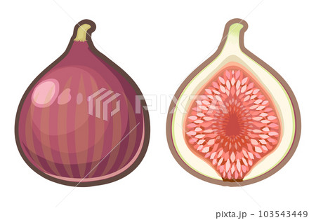 いちじくのイラスト 103543449