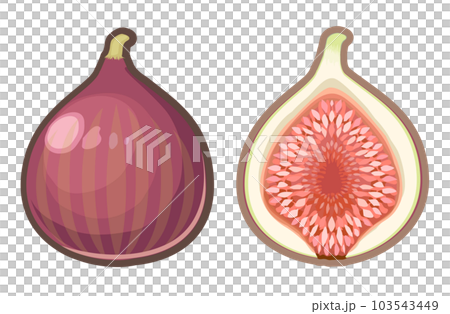 いちじくのイラスト 103543449