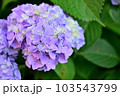 紫陽花 103543799