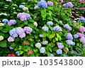 紫陽花 103543800