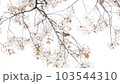 桜にとまる鳥 103544310