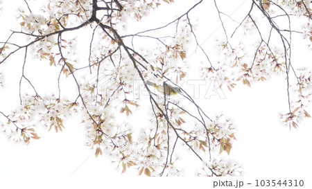 桜にとまる鳥 103544310